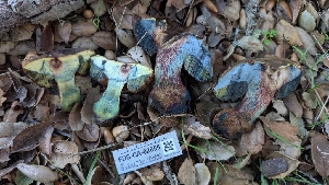  ( - FDS-CA-02855)  @11 [ ] c (2025) Michelle C. Torres-Grant Fungal Diversity Survey