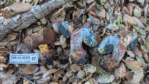  ( - FDS-CA-02855)  @11 [ ] c (2025) Michelle C. Torres-Grant Fungal Diversity Survey
