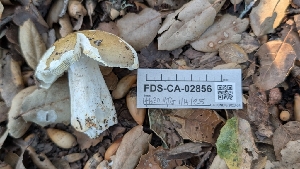  ( - FDS-CA-02856)  @11 [ ] c (2025) Michelle C. Torres-Grant Fungal Diversity Survey