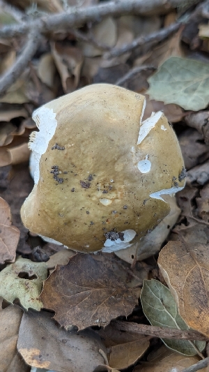  ( - FDS-CA-02856)  @11 [ ] c (2025) Michelle C. Torres-Grant Fungal Diversity Survey