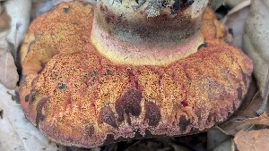  ( - FDS-CA-02858)  @11 [ ] c (2025) Michelle C. Torres-Grant Fungal Diversity Survey