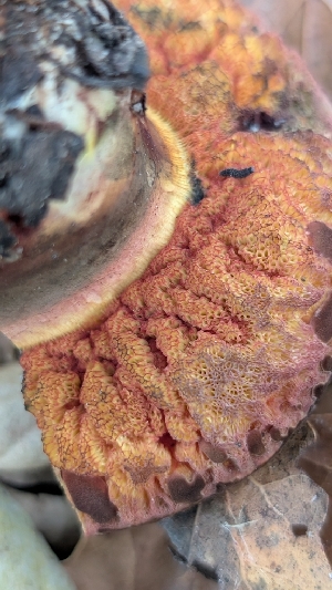  ( - FDS-CA-02858)  @11 [ ] c (2025) Michelle C. Torres-Grant Fungal Diversity Survey