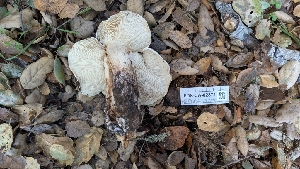  ( - FDS-CA-02871)  @11 [ ] c (2025) Michelle C. Torres-Grant Fungal Diversity Survey