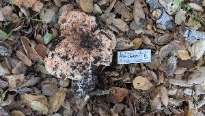  ( - FDS-CA-02871)  @11 [ ] c (2025) Michelle C. Torres-Grant Fungal Diversity Survey