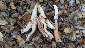  ( - FDS-CA-02871)  @11 [ ] c (2025) Michelle C. Torres-Grant Fungal Diversity Survey