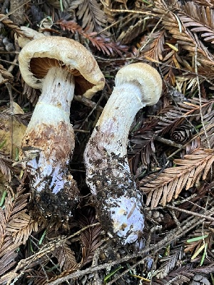  (Cortinarius pearsonii - FDS-CA-08431)  @11 [ ] by-nc (2025) Dean Lyons Fungal Diversity Survey
