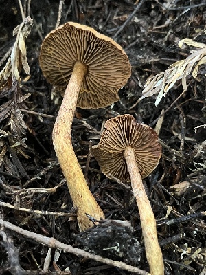  ( - FDS-CA-07485)  @11 [ ] by-nc (2025) Dean Lyons Fungal Diversity Survey