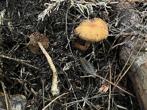  ( - FDS-CA-07485)  @11 [ ] by-nc (2025) Dean Lyons Fungal Diversity Survey
