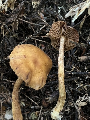  ( - FDS-CA-07485)  @11 [ ] by-nc (2025) Dean Lyons Fungal Diversity Survey