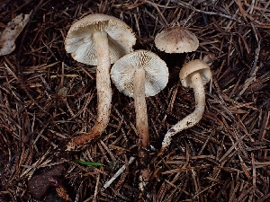  ( - FDS-CA-07153)  @11 [ ] by (2025) Mandy Hackney Fungal Diversity Survey