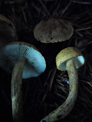  ( - FDS-CA-07153)  @11 [ ] by (2025) Mandy Hackney Fungal Diversity Survey