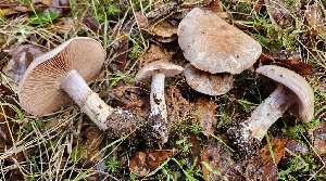  ( - FDS-CA-00468)  @11 [ ] by-nc (2024) Thea Chesney Fungal Diversity Survey