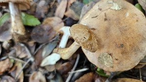  ( - FDS-CA-00468)  @11 [ ] by-nc (2024) Thea Chesney Fungal Diversity Survey
