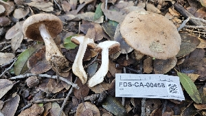 ( - FDS-CA-00468)  @11 [ ] by-nc (2024) Thea Chesney Fungal Diversity Survey