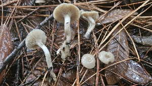  ( - FDS-CA-01106)  @11 [ ] by-nc (2024) Thea Chesney Fungal Diversity Survey