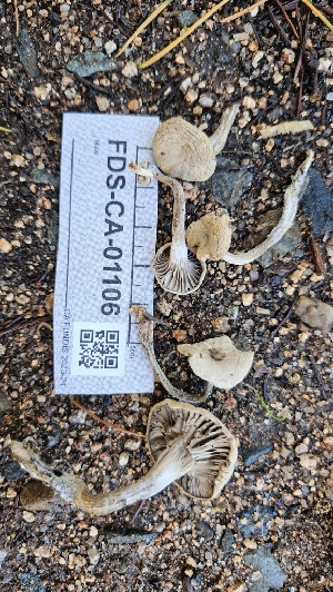  ( - FDS-CA-01106)  @11 [ ] by-nc (2024) Thea Chesney Fungal Diversity Survey
