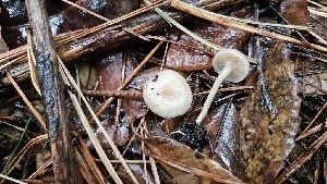  (Clitocybe sp. PNW01 - FDS-CA-01108)  @11 [ ] by-nc (2024) Thea Chesney Fungal Diversity Survey