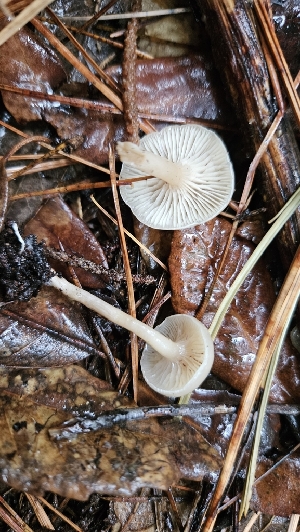  ( - FDS-CA-01108)  @11 [ ] by-nc (2024) Thea Chesney Fungal Diversity Survey