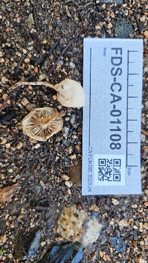  ( - FDS-CA-01108)  @11 [ ] by-nc (2024) Thea Chesney Fungal Diversity Survey