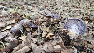  ( - FDS-CA-00469)  @11 [ ] by-nc (2025) Thea Chesney Fungal Diversity Survey