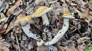 (Cortinarius infractipallidus - FDS-CA-00470)  @11 [ ] by-nc (2025) Thea Chesney Fungal Diversity Survey