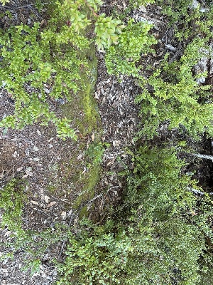  ( - FDS-CA-06689)  @11 [ ] by (2025) Justin Paulin Fungal Diversity Survey