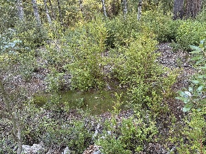  ( - FDS-CA-06689)  @11 [ ] by (2025) Justin Paulin Fungal Diversity Survey
