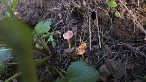  ( - FDS-CA-01104)  @11 [ ] by-nc (2024) Thea Chesney Fungal Diversity Survey