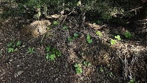  ( - FDS-CA-01104)  @11 [ ] by-nc (2024) Thea Chesney Fungal Diversity Survey