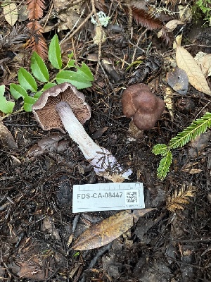  ( - FDS-CA-08447)  @11 [ ] by-nc (2025) Dean Lyons Fungal Diversity Survey