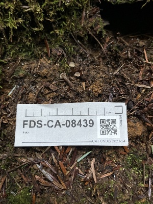  ( - FDS-CA-08439)  @11 [ ] by-nc (2025) Dean Lyons Fungal Diversity Survey