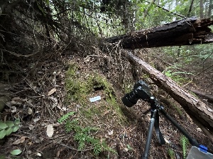  ( - FDS-CA-08439)  @11 [ ] by-nc (2025) Dean Lyons Fungal Diversity Survey