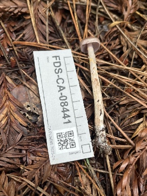  ( - FDS-CA-08441)  @11 [ ] by-nc (2025) Dean Lyons Fungal Diversity Survey