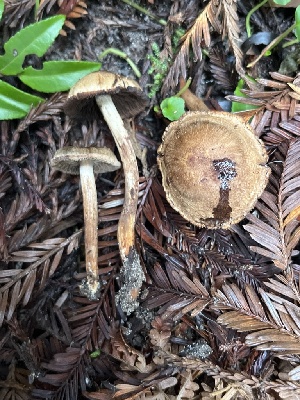  ( - HAY-F-013761)  @11 [ ] by-nc (2025) Dean Lyons Fungal Diversity Survey