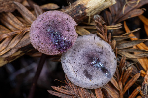  ( - HAY-F-013760)  @11 [ ] by-nc (2025) Dean Lyons Fungal Diversity Survey
