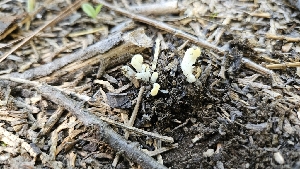  (Clavaria sp. fragilis-CA05 - FDS-CA-00444)  @11 [ ] by-nc (2024) Thea Chesney Fungal Diversity Survey