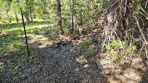  ( - FDS-CA-00444)  @11 [ ] by-nc (2024) Thea Chesney Fungal Diversity Survey