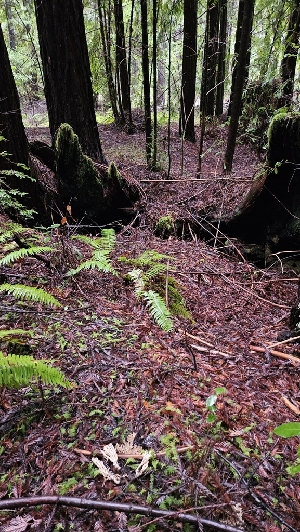  ( - FDS-CA-00424)  @11 [ ] by-nc (2024) Thea Chesney Fungal Diversity Survey