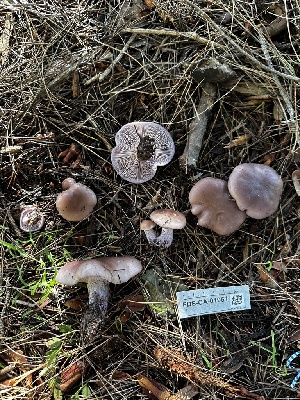  ( - FDS-CA-01961)  @11 [ ] by-nc (2024) Aaron Tupac Fungal Diversity Survey