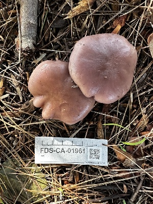 ( - FDS-CA-01961)  @11 [ ] by-nc (2024) Aaron Tupac Fungal Diversity Survey