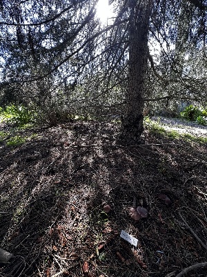  ( - FDS-CA-01961)  @11 [ ] by-nc (2024) Aaron Tupac Fungal Diversity Survey
