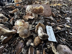  ( - FDS-CA-01843)  @11 [ ] by-nc (2024) Aaron Tupac Fungal Diversity Survey