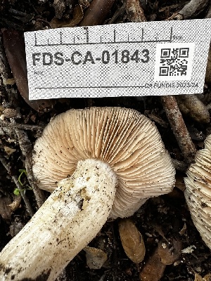  ( - FDS-CA-01843)  @11 [ ] by-nc (2024) Aaron Tupac Fungal Diversity Survey