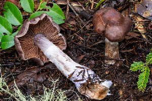  ( - FDS-CA-08447)  @11 [ ] by-nc (2025) Dean Lyons Fungal Diversity Survey