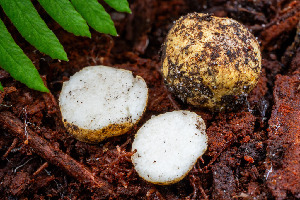 (Leucogaster citrinus - FDS-CA-08436)  @11 [ ] by-nc (2025) Dean Lyons Fungal Diversity Survey