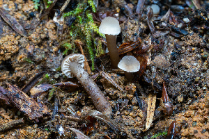  (Hodophilus sp. CA02 - FDS-CA-08439)  @11 [ ] by-nc (2025) Dean Lyons Fungal Diversity Survey
