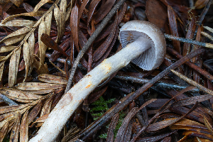  (Cortinarius aureopictus - FDS-CA-08441)  @11 [ ] by-nc (2025) Dean Lyons Fungal Diversity Survey