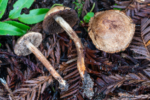  ( - HAY-F-013761)  @11 [ ] by-nc (2025) Dean Lyons Fungal Diversity Survey