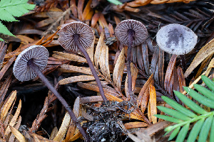  ( - HAY-F-013760)  @11 [ ] by-nc (2025) Dean Lyons Fungal Diversity Survey