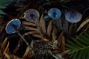  ( - HAY-F-013760)  @11 [ ] by-nc (2025) Dean Lyons Fungal Diversity Survey